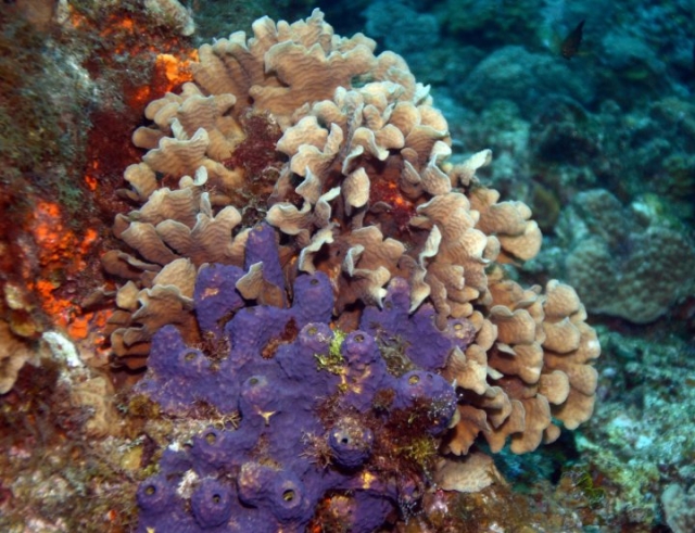 Arrecifes de Cozumel